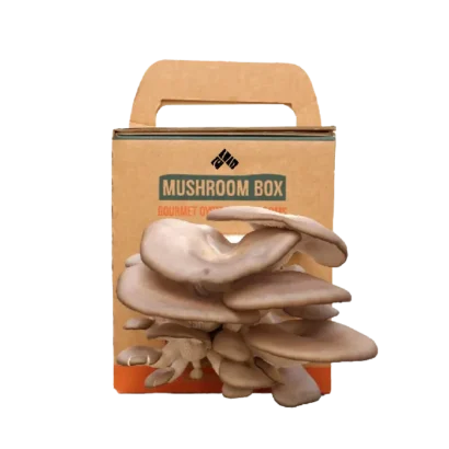 Creative Uses for Mushroom Boxes in Packaging and Decor