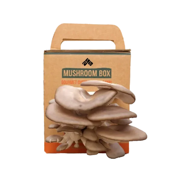 Creative Uses for Mushroom Boxes in Packaging and Decor
